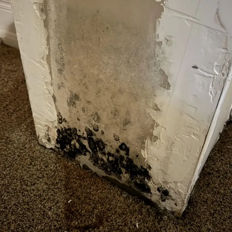 Professional Mold Removal in Welcome, NC